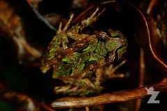 Archey's Frog photo 4