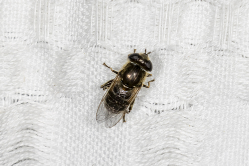 Unknown species found near Catheys Valley, CA, USA