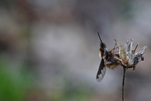 Unknown species found near Illinois, US