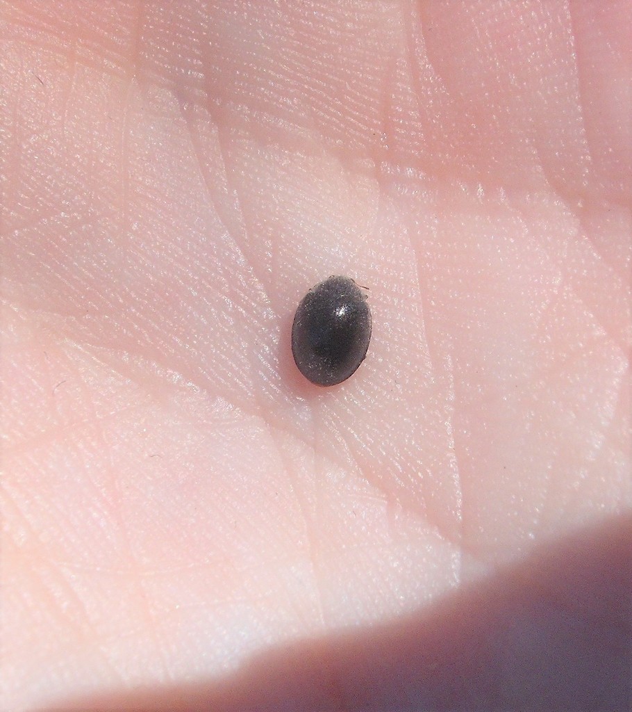 Gumtree Scale Ladybird