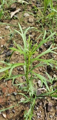 Haloragis heterophylla