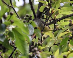 Dicaeum melanozanthum