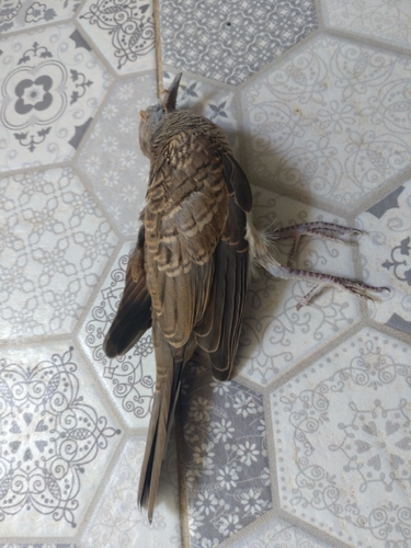 Zebra Dove