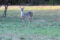 Odocoileus virginianus