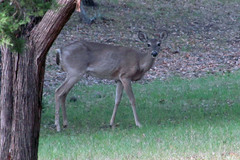 Odocoileus virginianus