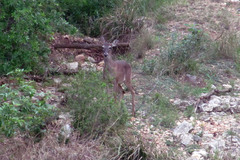 Odocoileus virginianus