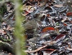 Zoothera marginata
