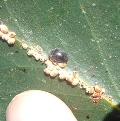 Rhyzobius ventralis