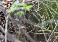 Zoothera marginata