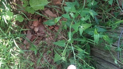 Chenopodium trigonon