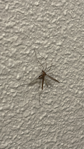 Unknown species found near Divarty St, Seaside, CA, US