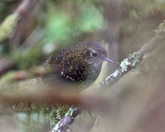 Pnoepyga pusilla