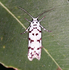 Ethmia hemadelpha