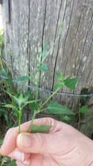 Chenopodium trigonon