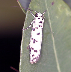 Ethmia hemadelpha