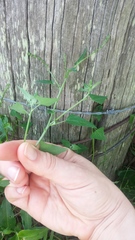 Chenopodium trigonon