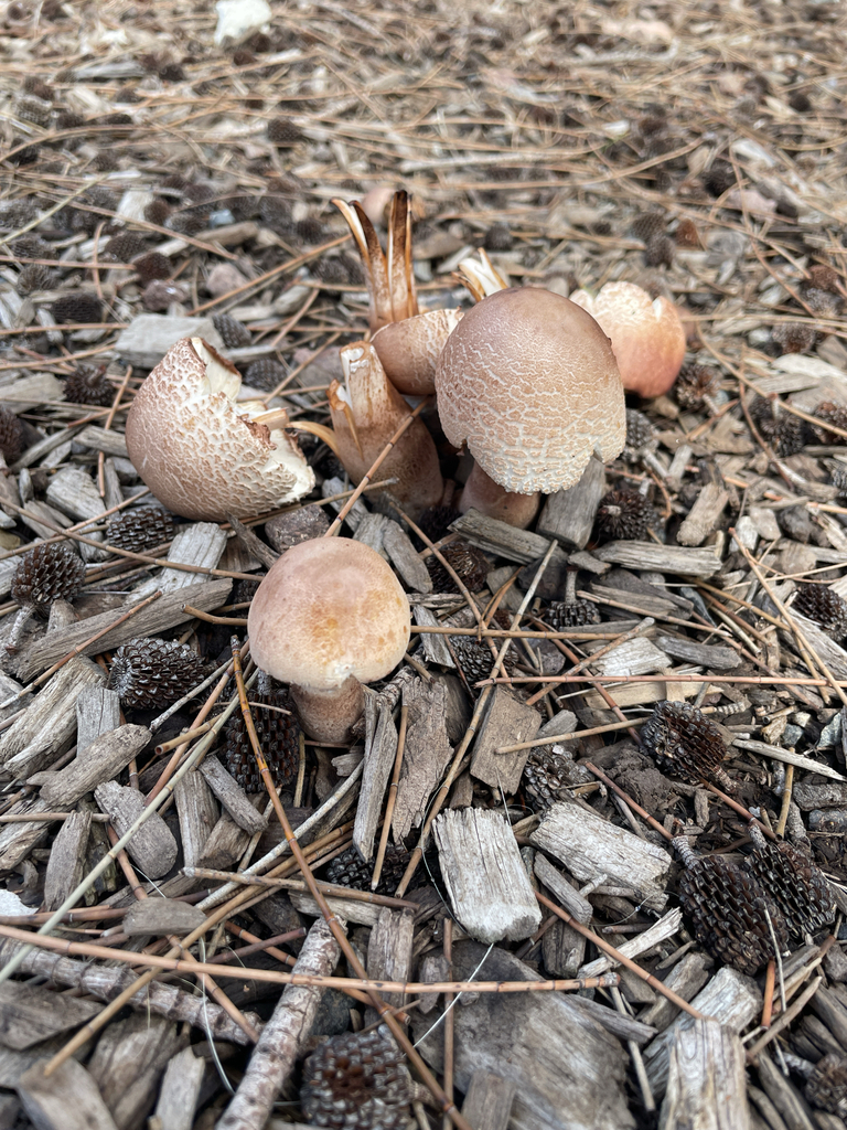 Macropsalliota americana · March 2026 · photo: © smoo (iNaturalist, cc0)