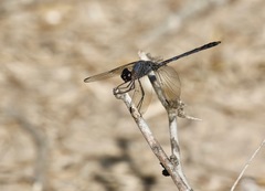 Dythemis nigrescens