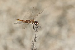 Tramea darwini