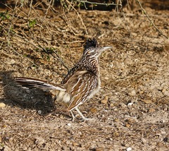 Geococcyx californianus