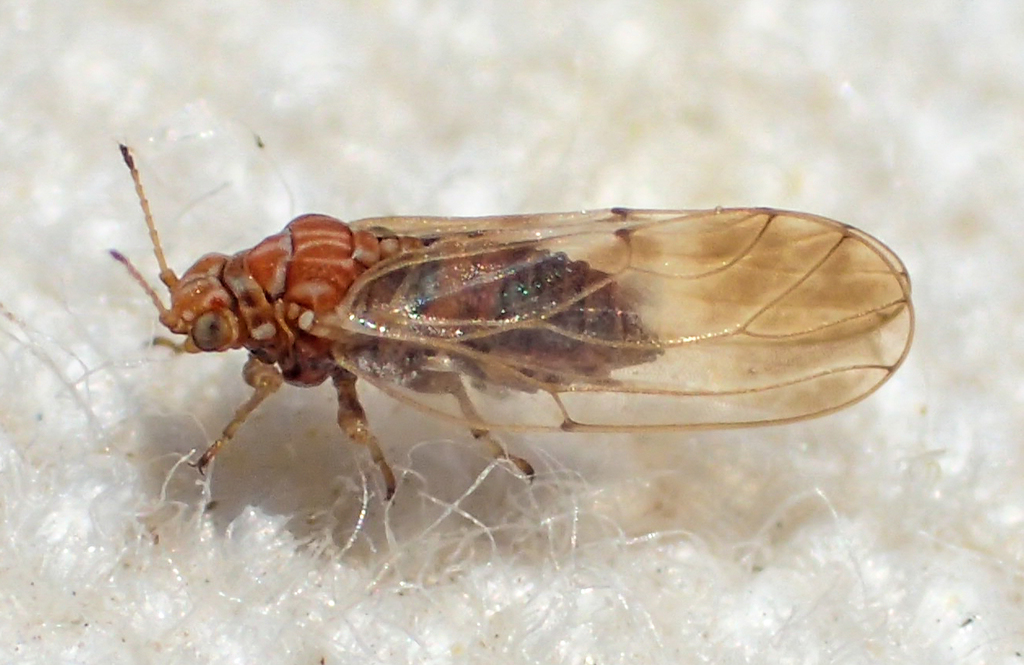Aphalara curta