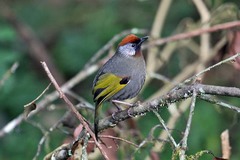 Trochalopteron melanostigma