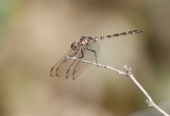 Geococcyx californianus