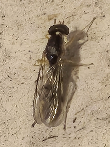 Unknown species found near Hope Mills Rd/Ponderosa Dr, Fayetteville, NC 28304, USA
