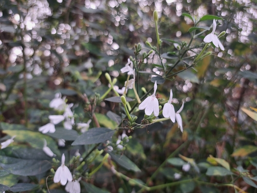 Rhinacanthus nasutus (Rhinacanthus nasutus)