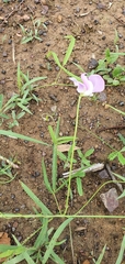 Vigna vexillata angustifolia