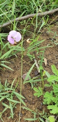 Vigna vexillata angustifolia