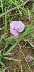 Vigna vexillata angustifolia