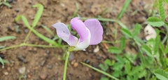 Vigna vexillata angustifolia