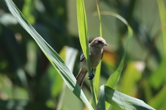 Remiz pendulinus pendulinus