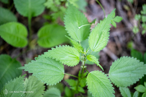 Urtica laetevirens iNat (3)