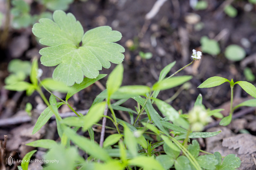 Pseudostellaria heterantha iNat (3)