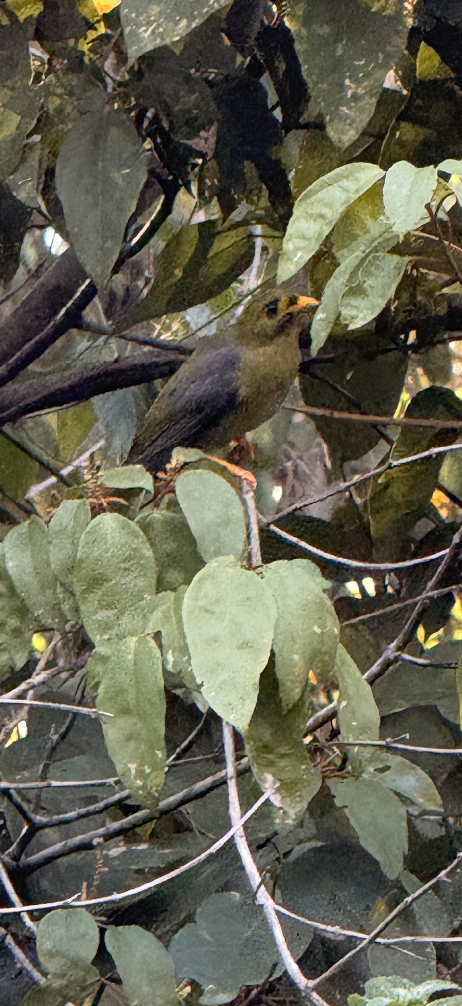 Bell Miner (Manorina melanophrys), photo 10