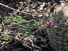 Astragalus nuttallianus