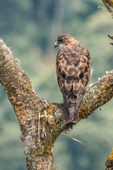 Buteo albigula