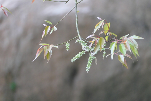 Indian Willow (Salix tetrasperma)