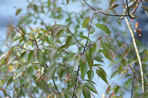 Salix tetrasperma, photograph 1