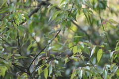 Salix tetrasperma, photograph (c) Dinesh Valke, some rights reserved (CC BY-SA)