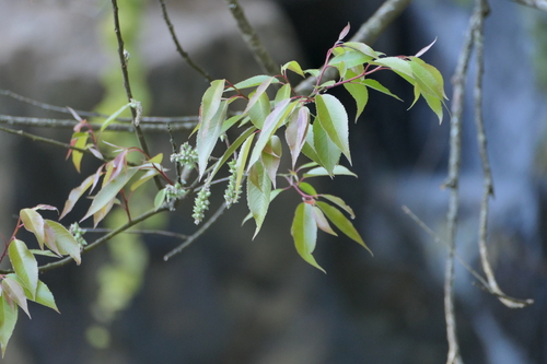 Salix tetrasperma, photograph 3