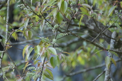 Salix tetrasperma, photograph (c) Dinesh Valke, some rights reserved (CC BY-SA)
