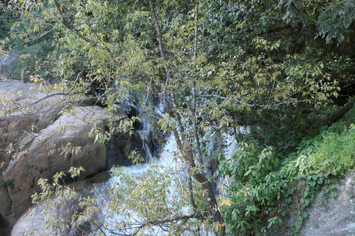 Salix tetrasperma, photograph 5
