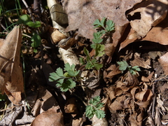 Corydalis flavula