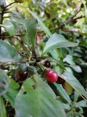 Psychotria subsessilis