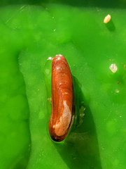 Adula gruneri