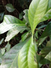 Psychotria subsessilis
