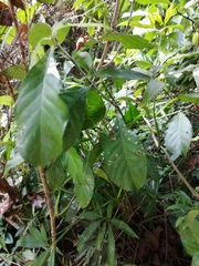 Psychotria subsessilis